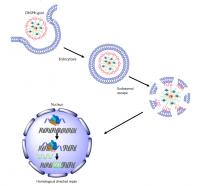 CRISPR-Gold in Action