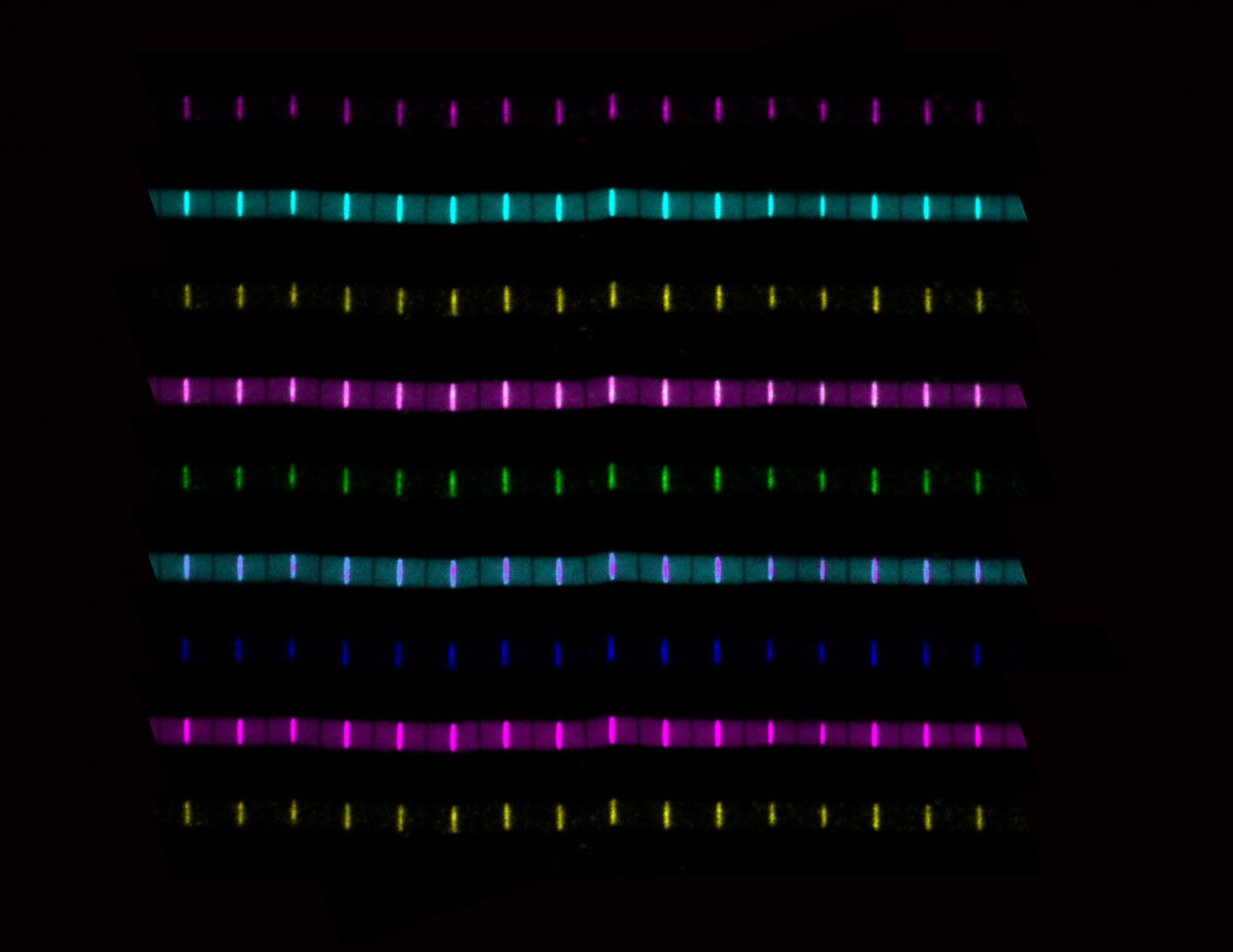 Fruit Fly Muscle