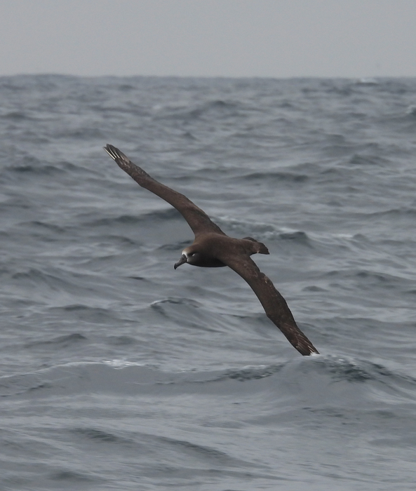 Black-footed Albatross