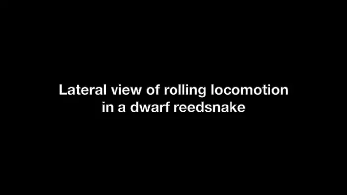 Locomotion in a dwarf reedsnake