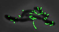 Cholera Pili