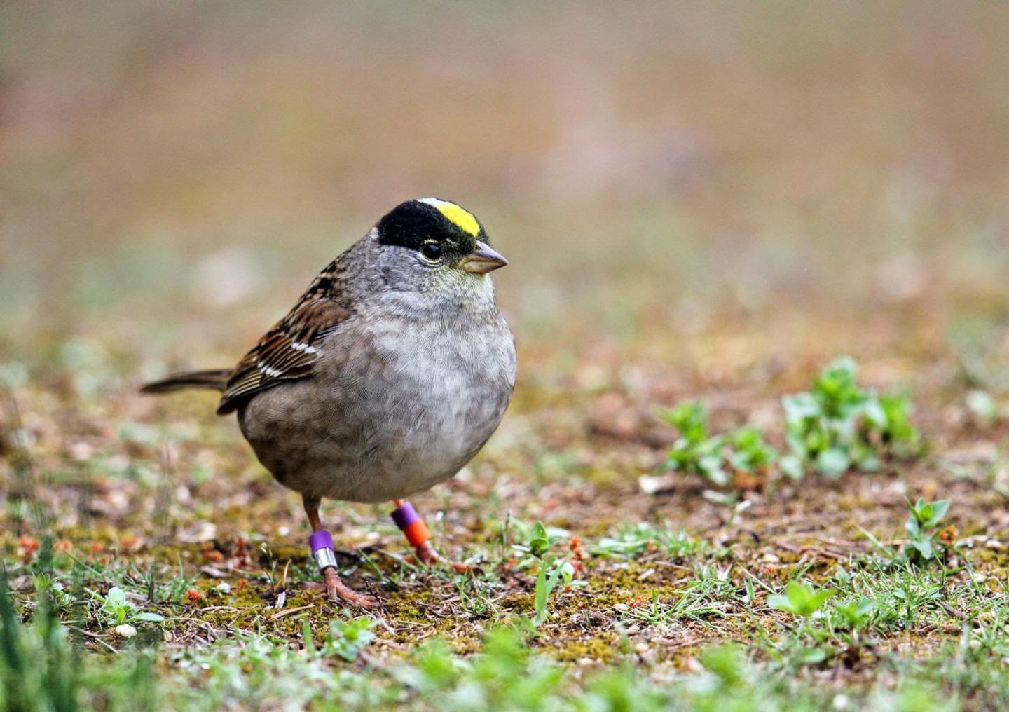 Golden-Crowned Sparrow