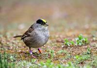 Golden-Crowned Sparrow