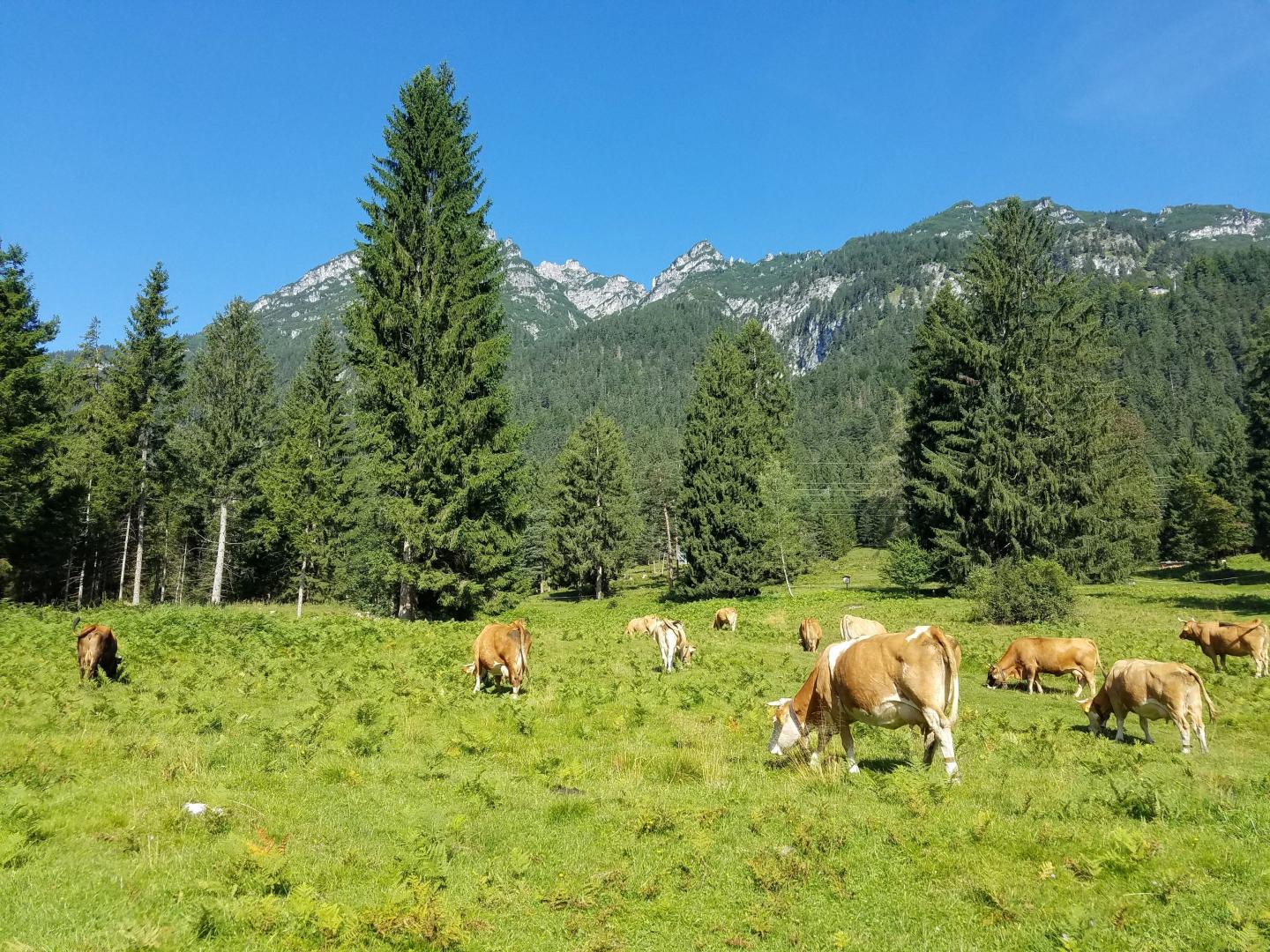 Study on Climate Protection: More Forest -- Less Meat