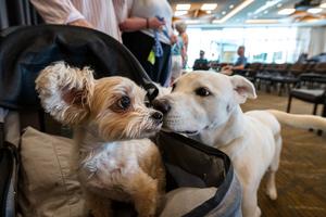 ASU Researchers Find Large Dogs Age Faster at an Epigenetic Level