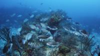 Grouper Spawning Aggregation
