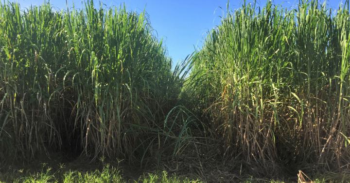 Sugarcane