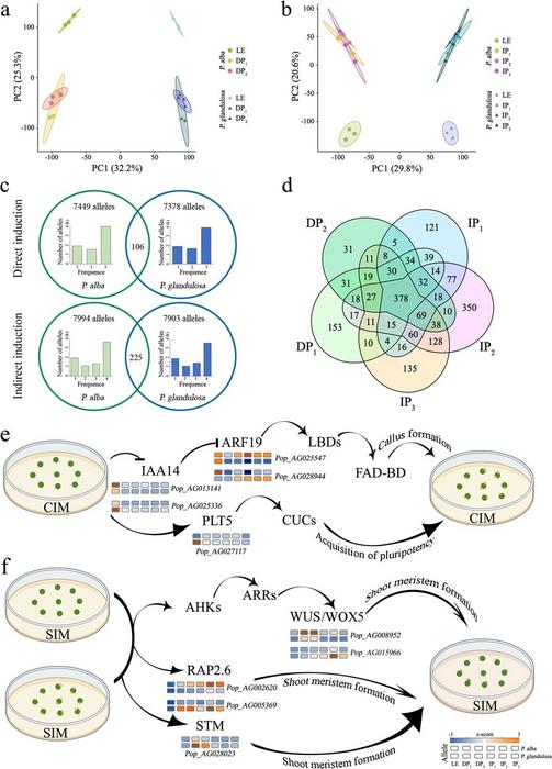 Allele-specific expression (ASE) during shoot regeneration.