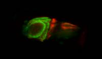 The Brain of a Living 6-Day Old Transgenic Zebrafish