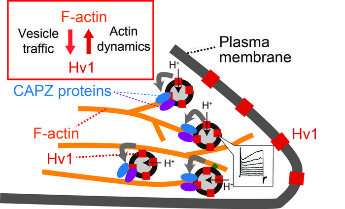 Hv1 on Endosomes Regulates Actin Cytoskeleton