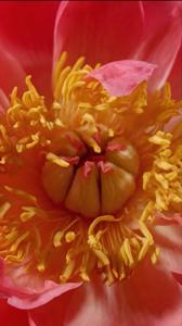 About honey bee learning