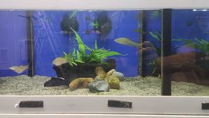 Green swordtails