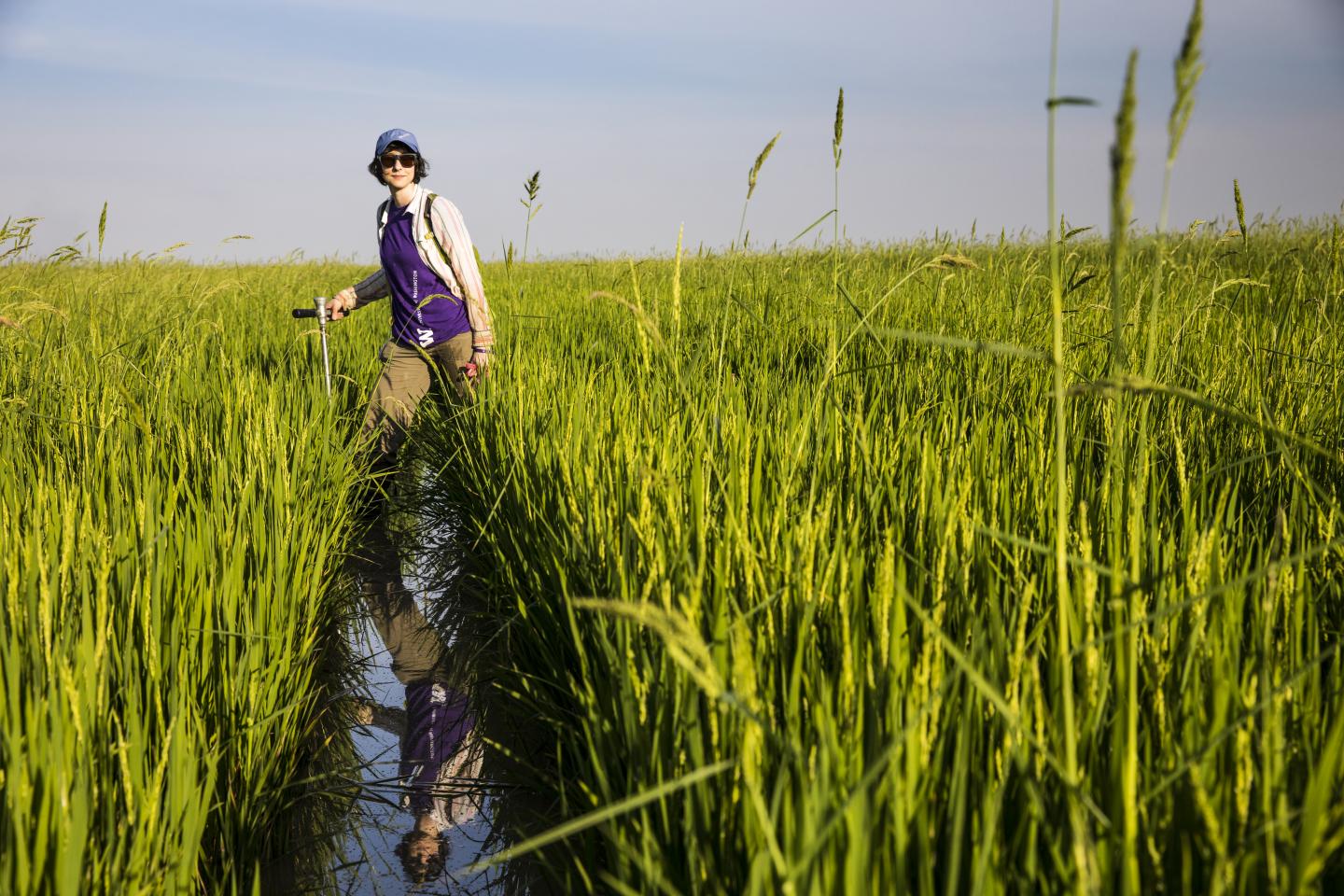 Arsenic and Rice Photo 3