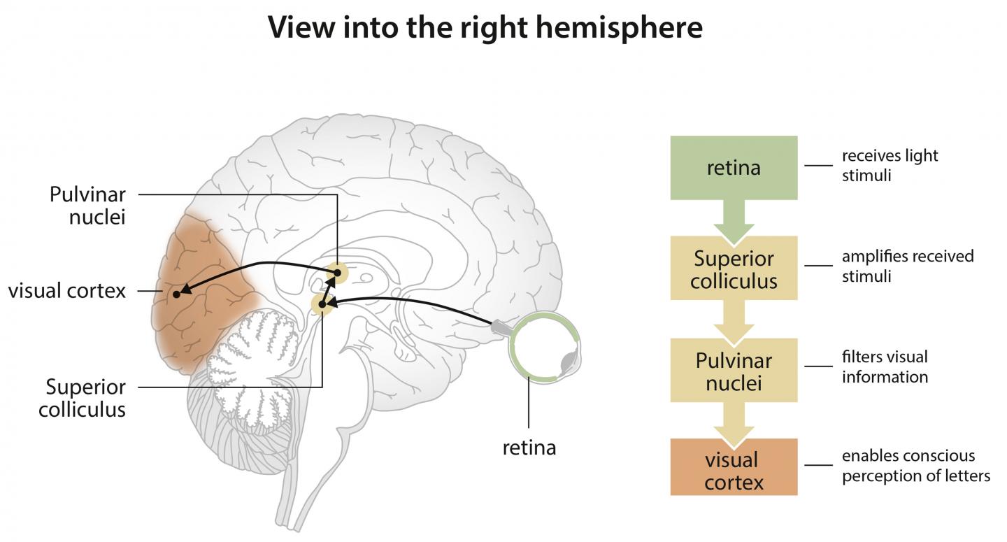 Learning to Read as an Adult Reorganizes Not Just the Outer Brain but Also Deep Brain Layers (2 of 3)
