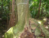 <I>Pisonia roqueae</I> (2 of 2)