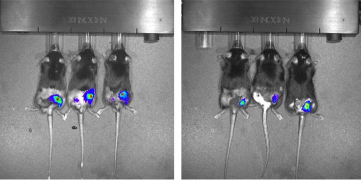 Study Paves the Way for Cancer Treatments That Might Prevent Relapses After Radiotherapy