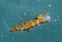 <i>Flabellina goddardi</i>