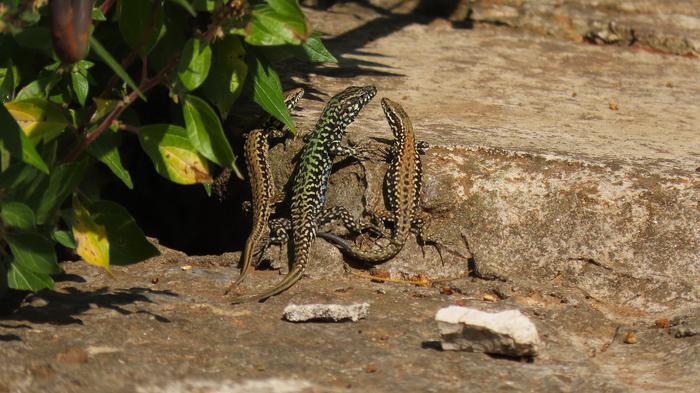 Lizards in Croatia