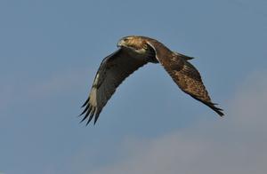 HAWK