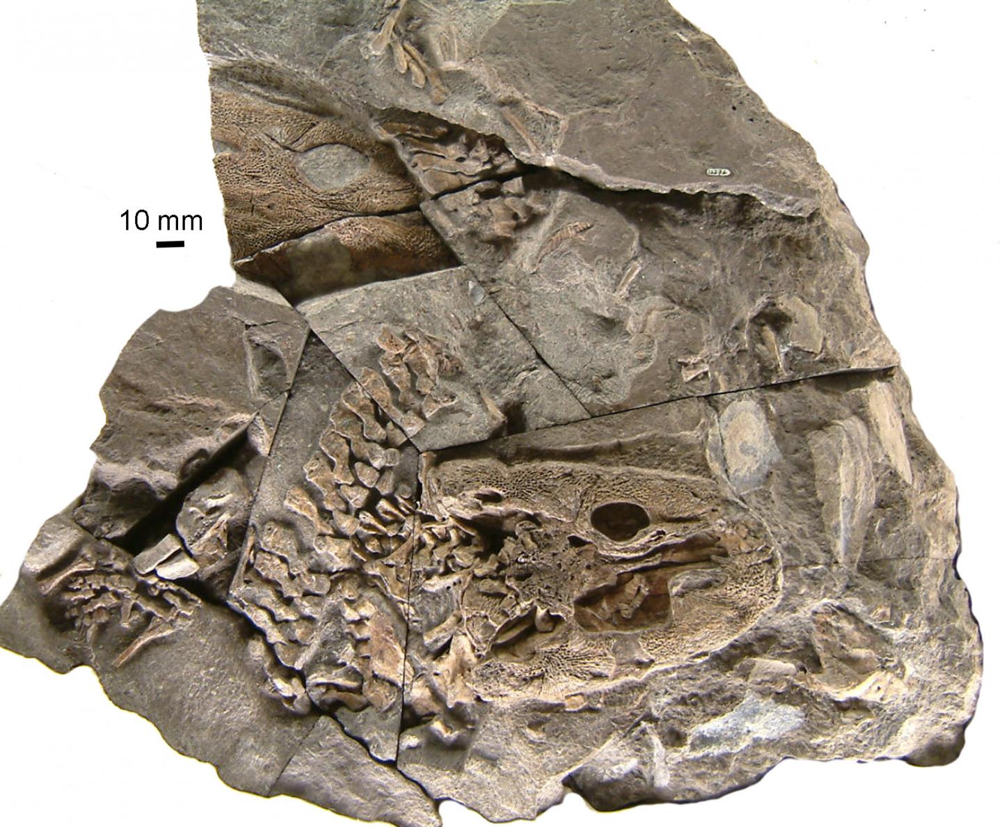 <em>Acanthostega</em> Fossil