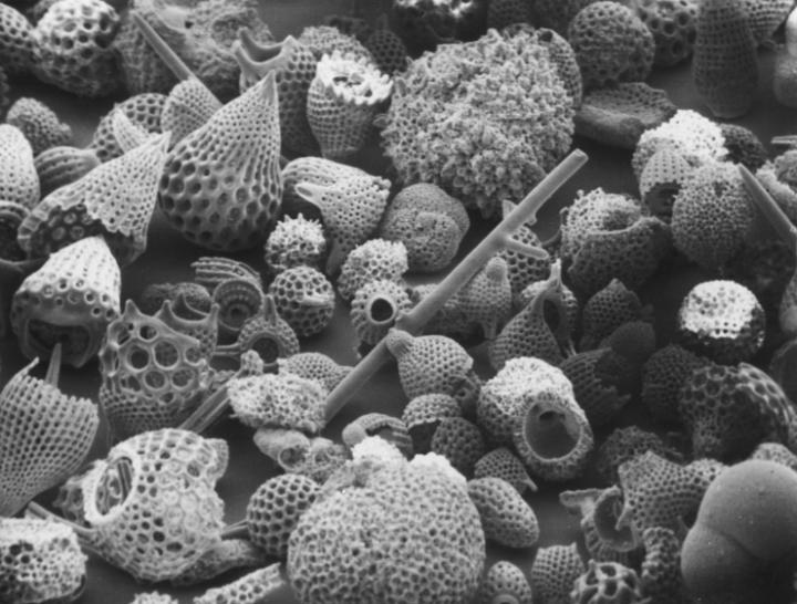 Fossilized deep-sea skeletons