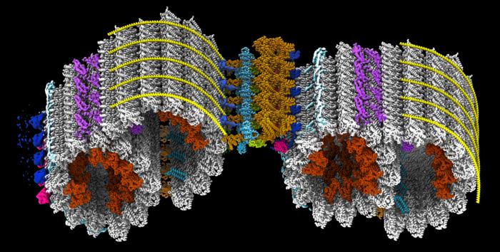 Schematic of two pairs of rings seen side-on at a slight angle. One protein complex in the middle links the pairs