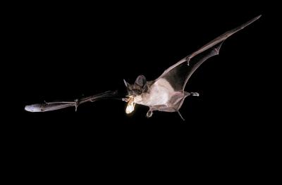 Saving the Bats Would Save Money, Too (3 of 4)