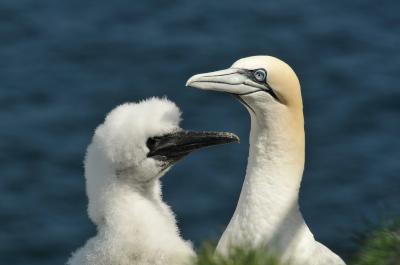 Gannets