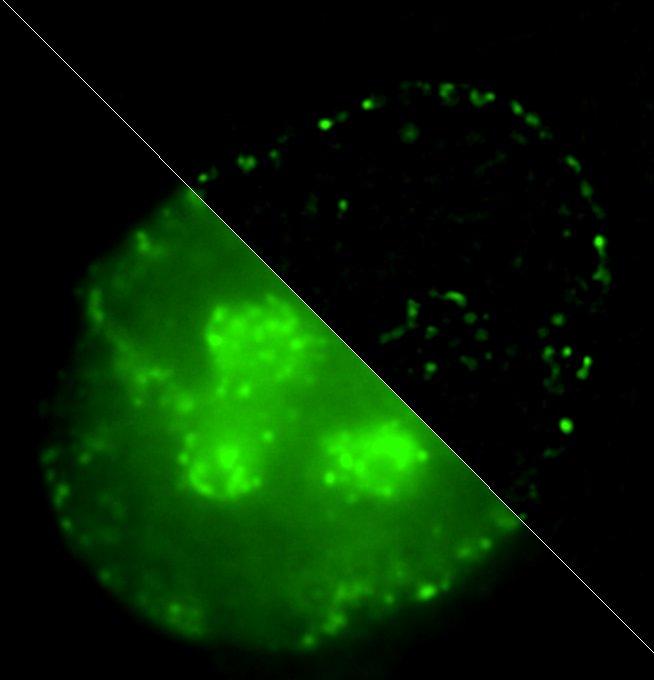 Replicating Chromatin Structure