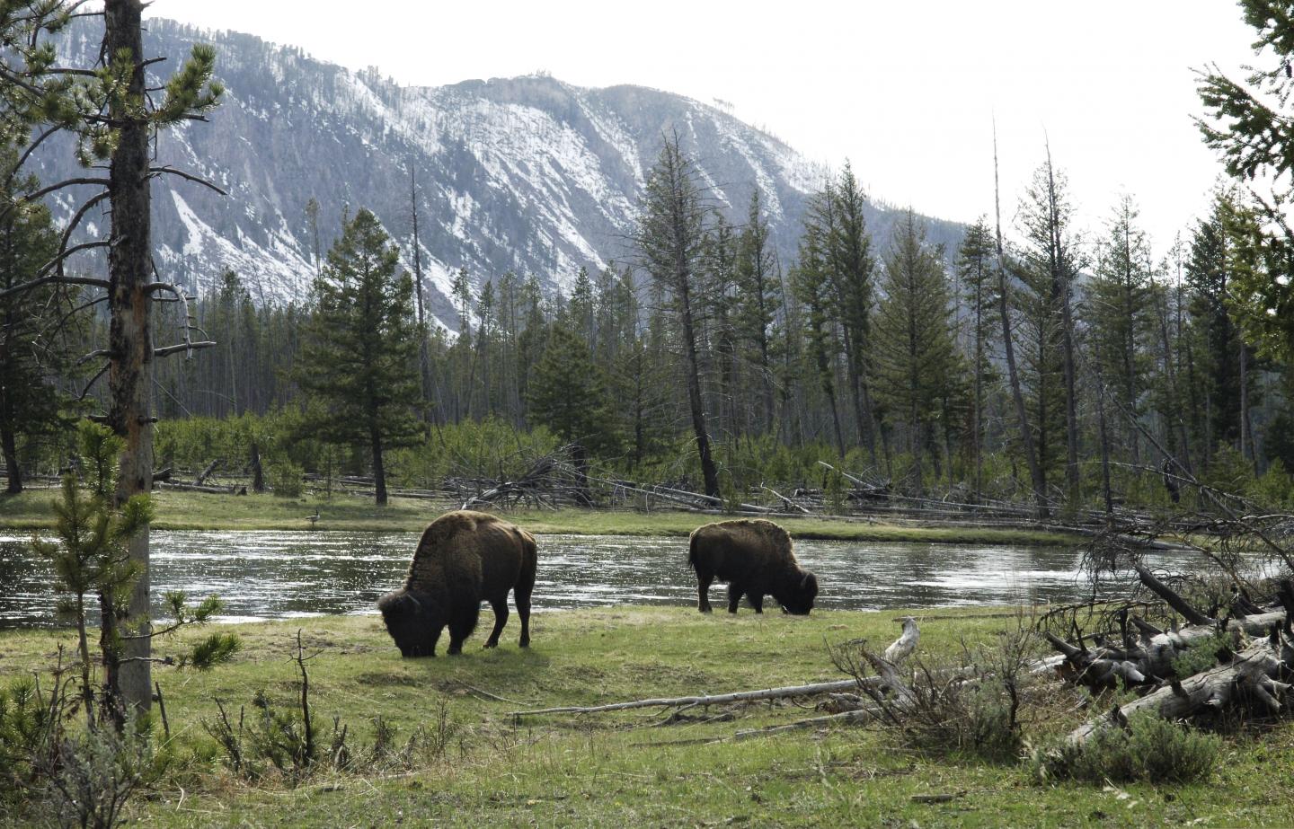 Yellowstone National Park