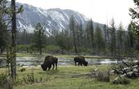 Yellowstone National Park