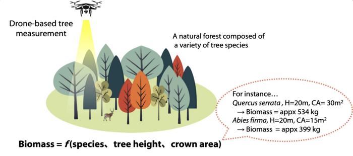 Eyes above the trees