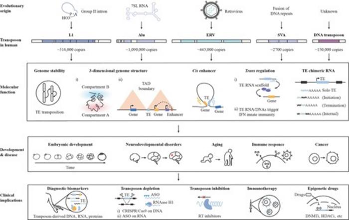 Molecular Basis and Clinical Implications of Human Transposable Elements