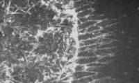 Dorsal Closure Close-up