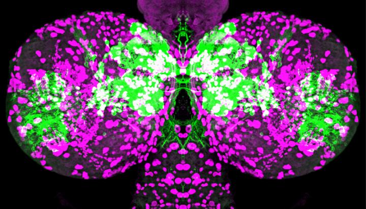 Hormonal Influence in Brain Developments