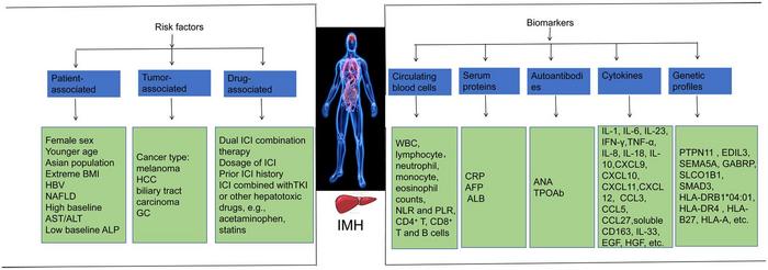 Risk Factors and Biomarkers for Immune Checkpoint Inhibitor-mediated Hepatotoxicity: Emerging Insights and Future Perspectives