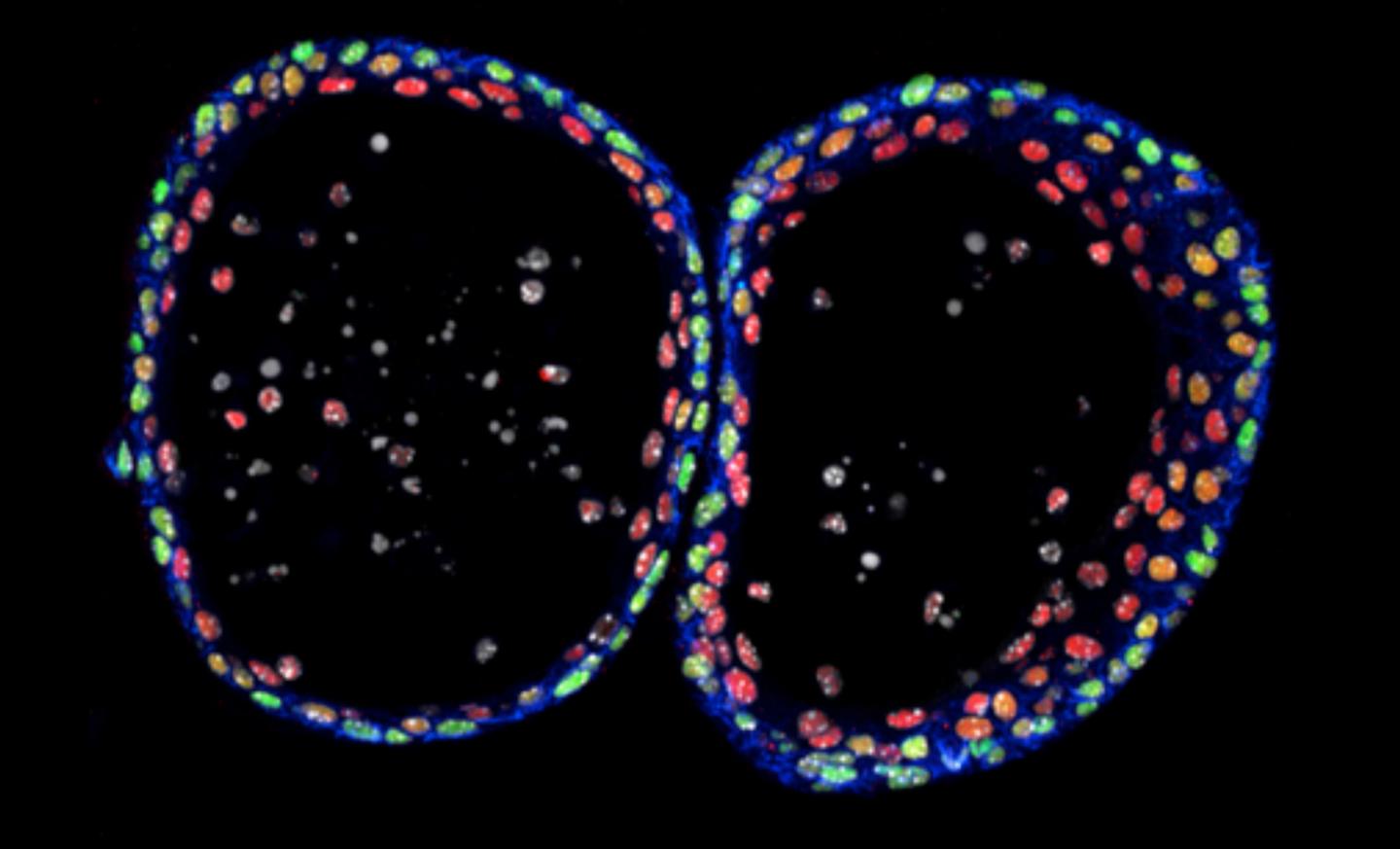 Normal Mouse Urothelial Organoids