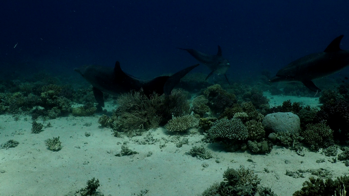Dolphins line up to rub on Gorgonian coral