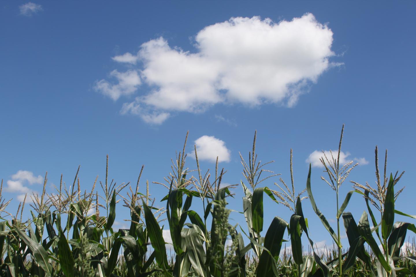 When Corn Gets Help from Above