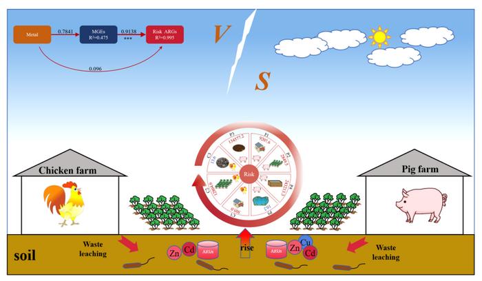 Heavy metals and antibiotic resistance genes in large-scale livestock farming environments: pollution characteristics, driving factors, and risks to humans