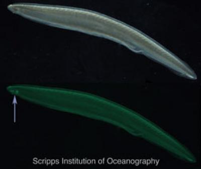 Amphioxus (3 of 3)