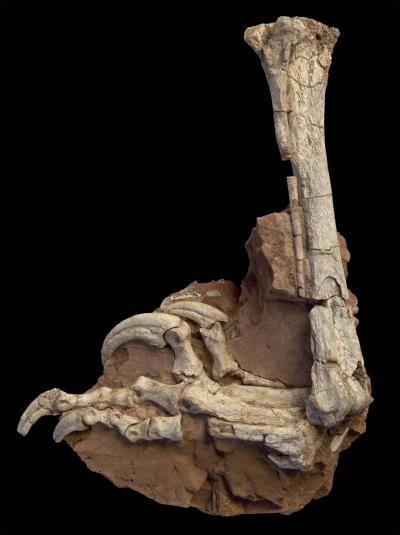 <I>Balaur bondoc</I> Hind Limb