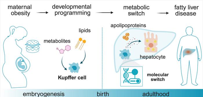 Stoffwechselprodukte (Metaboliten) der Mutter