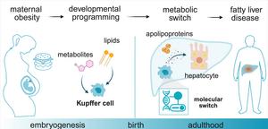 Stoffwechselprodukte (Metaboliten) der Mutter
