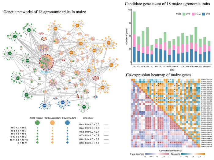 Dissecting the genetic basis of agronomic traits by multi-trait GWAS and genetic networks in maize (Zea mays L.)