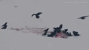 Ravens and wolves in Yellowstone