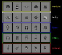 Brain Stimuli
