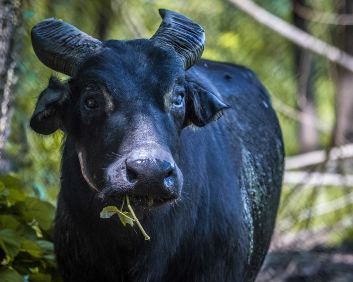 Tamaraw