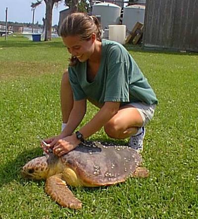 Turtle studies suggest health risks from environmental contaminants ...