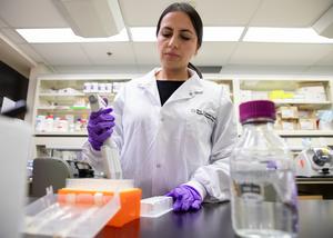 Researcher working at a bench in the Lunenfeld-Tanenbaum Research Institute